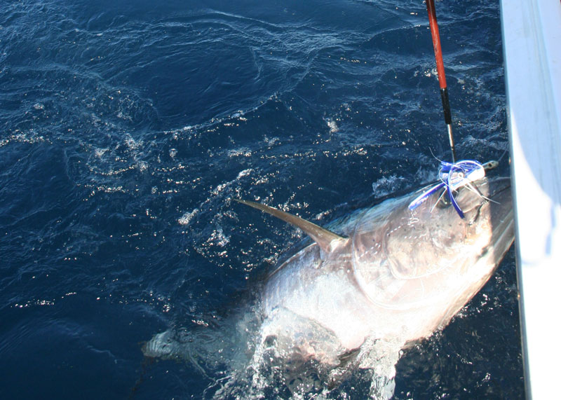 bluefin tuna being gaffed