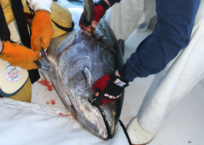 Bluefin tuna inshore