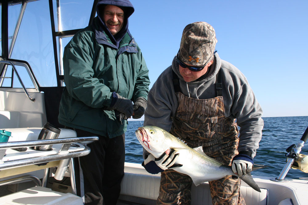 Oceanic Bluefish  FishTalk Magazine