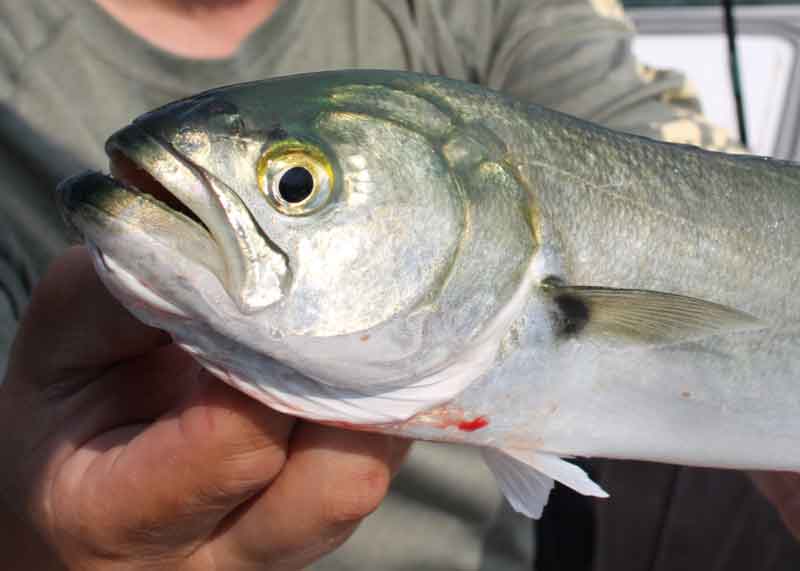 bluefish caught by an angler