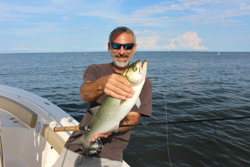 Learn About the Bluefish – Fishing