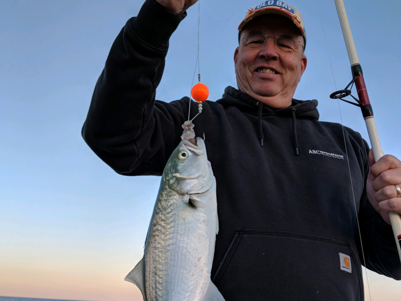 bluefish caught in the surf