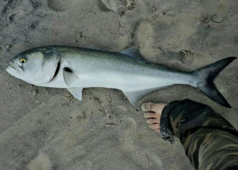 bluefish in the surf