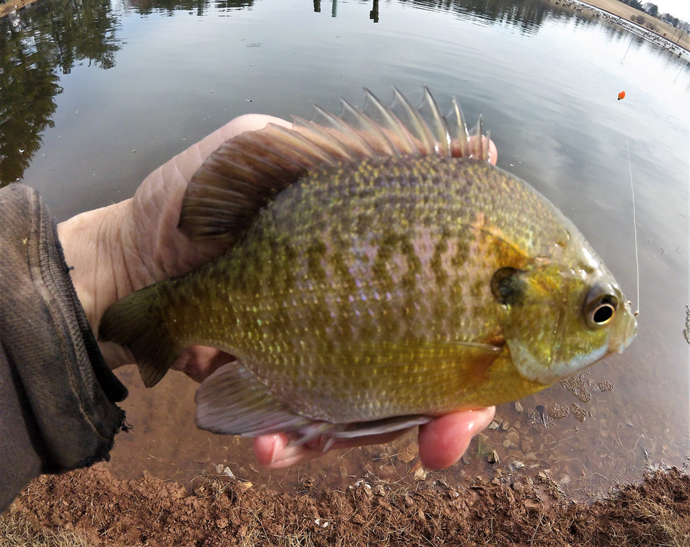 fishing for bluegills