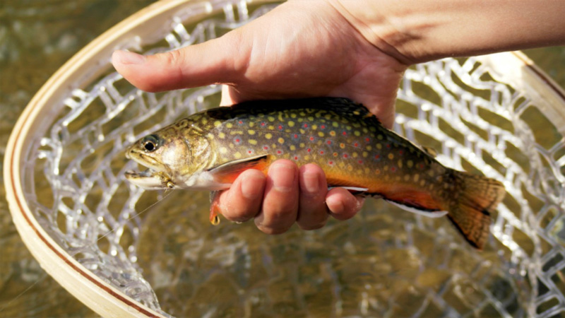 brook trout fishing