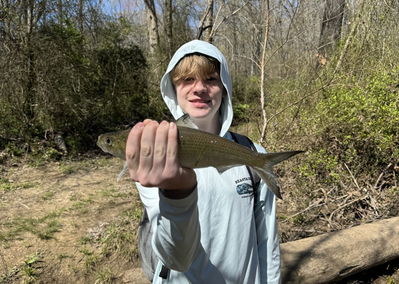 angler with a shad