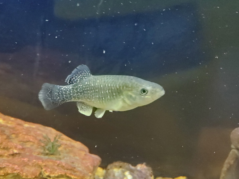 a bull minnow