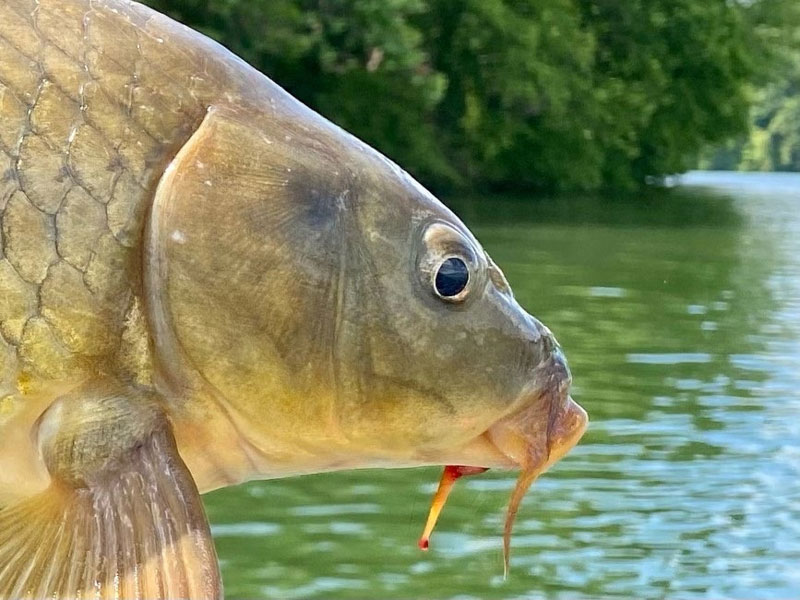 You will enjoy our stocked pond with catfish, bass and brim. Come  experience the Virginia breeze