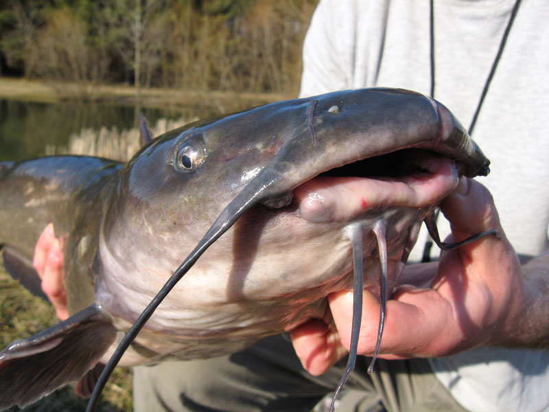 Giant Channel Catfish