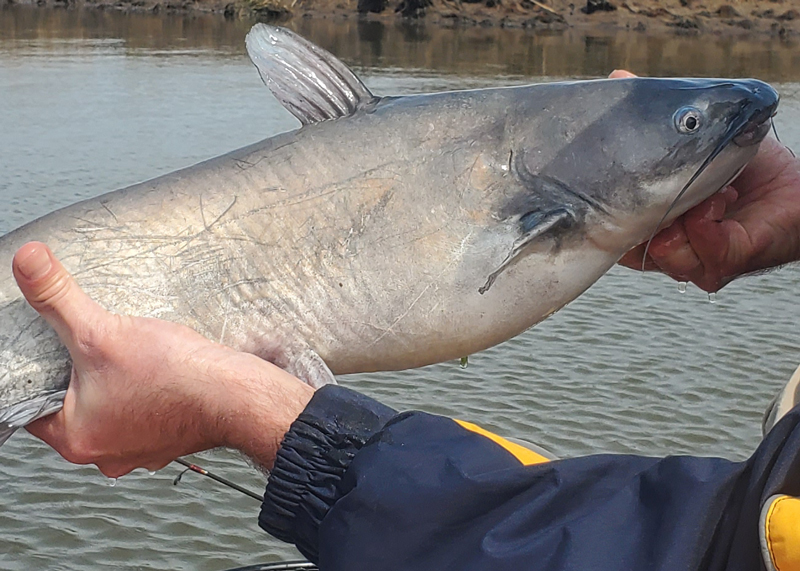 cat fish in bay