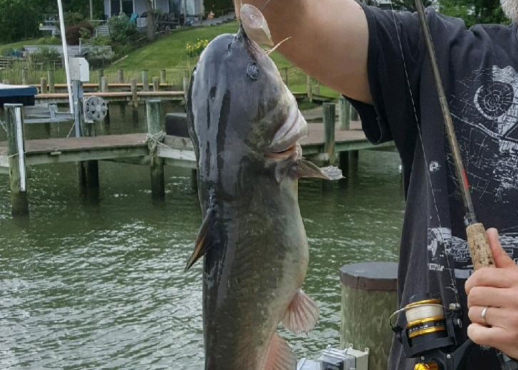 cat fish from the chesapeake