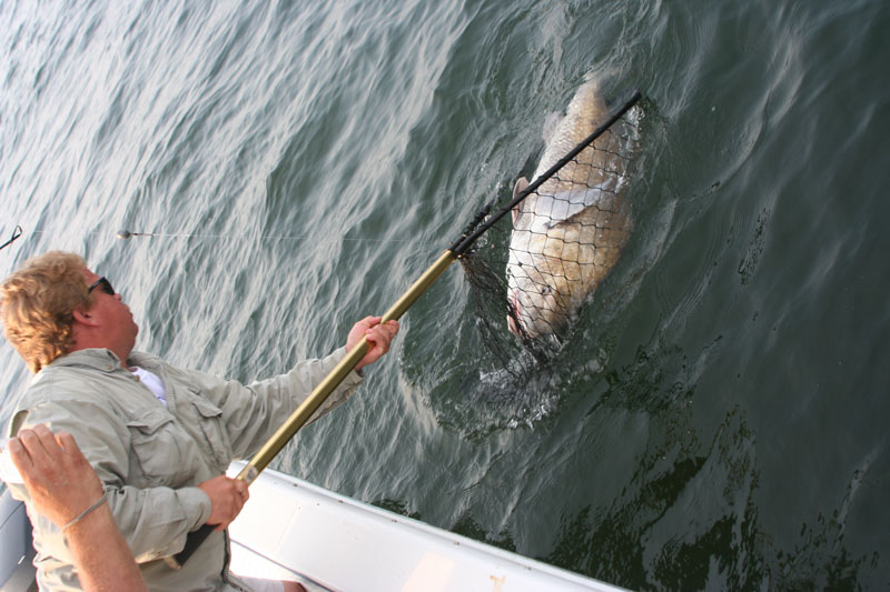 black drum at the stone rock in chesapeake bay