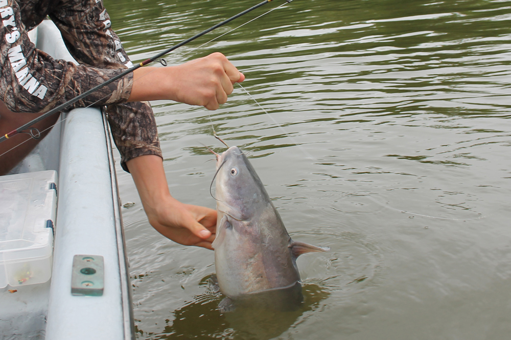 fishing for blue catfish