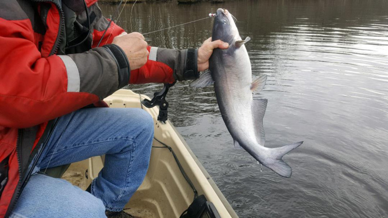 Cat Food Fishing for Catfish All Winter Long FishTalk Magazine