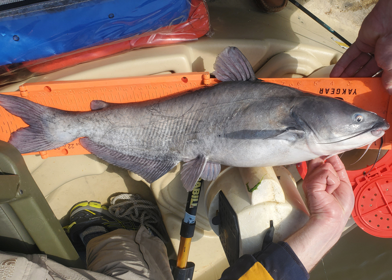 catfish on the boat