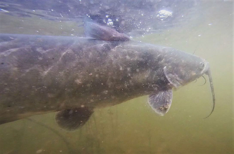 huge channel catfish