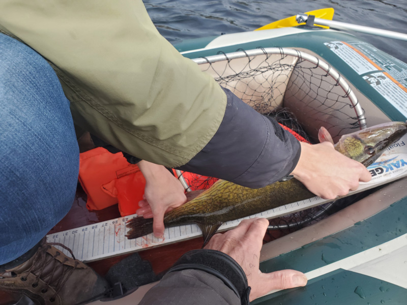 pickerel caught on a cheap fishing boat