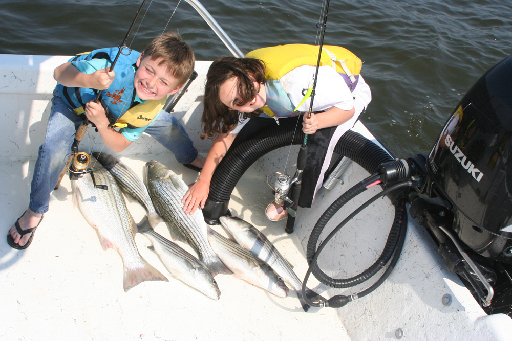 Catching a GIANT Chesapeake Bay striper with live bait and planer boards. 