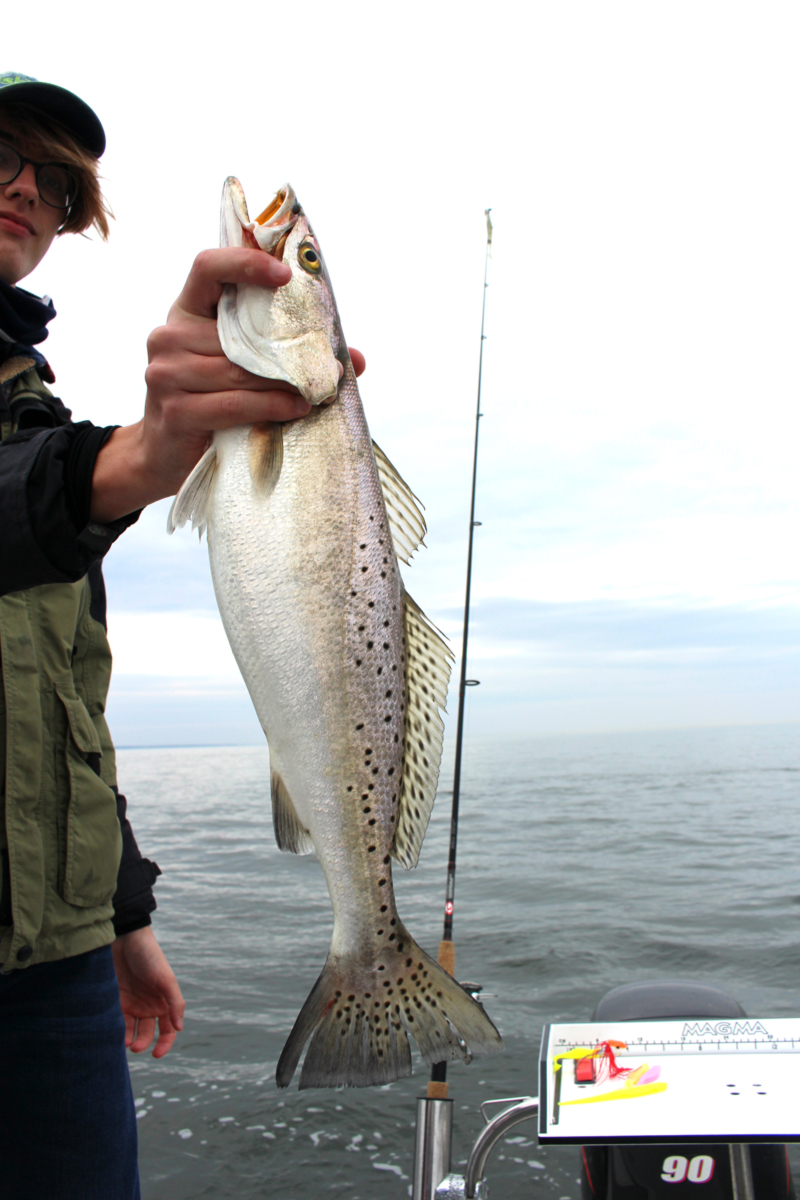 speckled trout lures