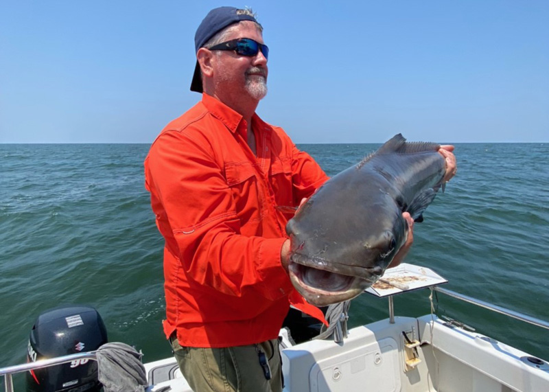 cobia fishing with eels