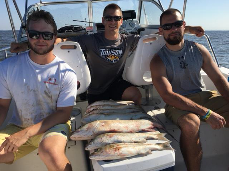 chumming for rockfish on chesapeake bay