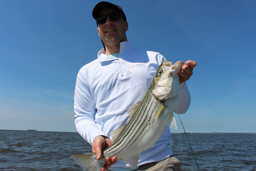 chumming for striped bass