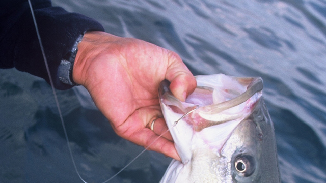 Circle Hooks for Rockfish - Chesapeake Light Tackle