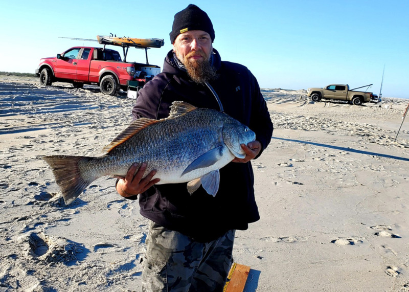 dave caught a black drum coastal fishing the surf