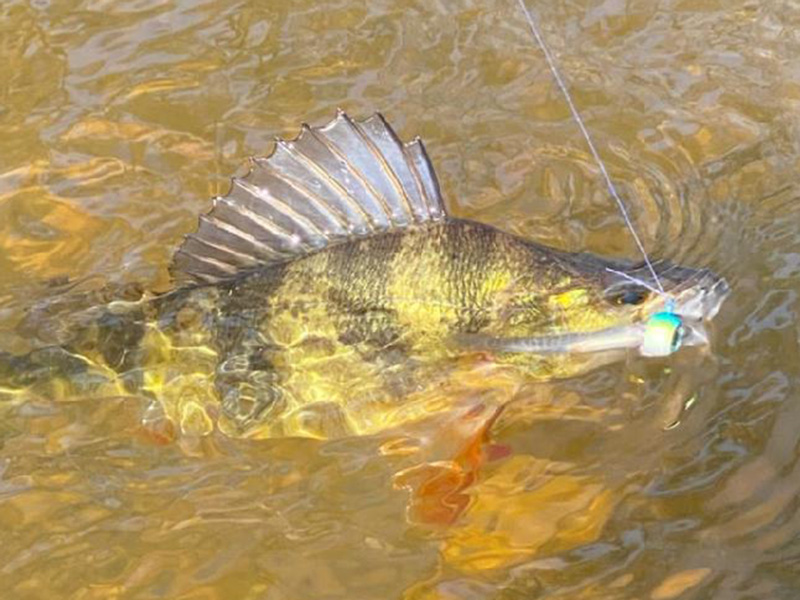 coastal yellow perch