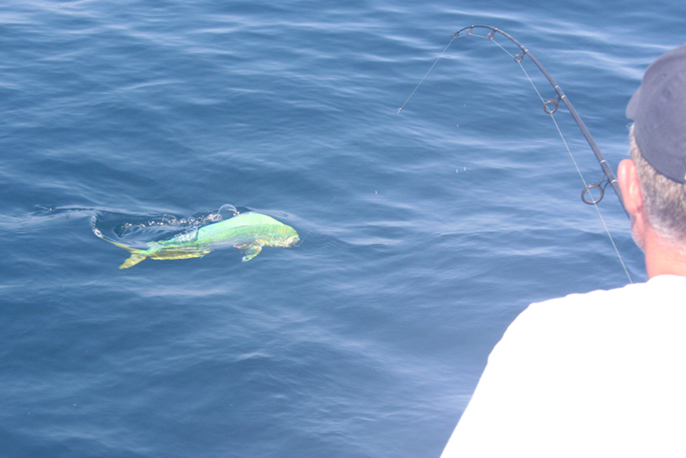 catching a dorado