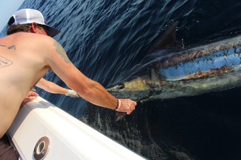 billing a marlin