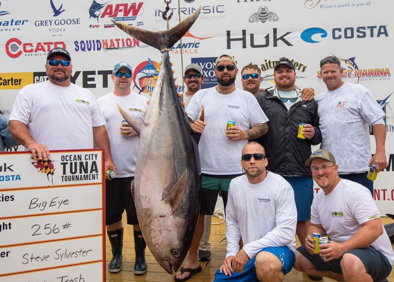 bigeye tuna at the scales