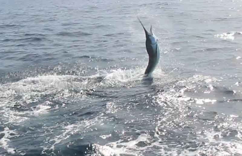 white marlin jumping