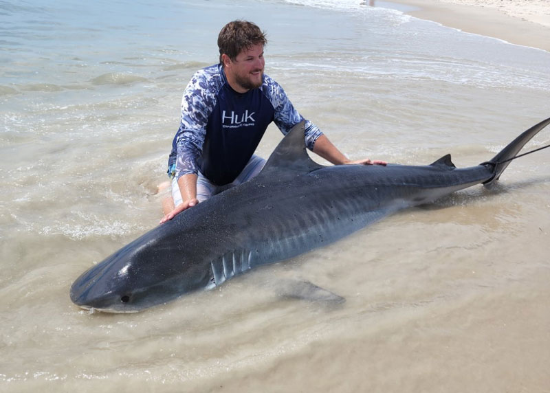 big tiger shark on beach