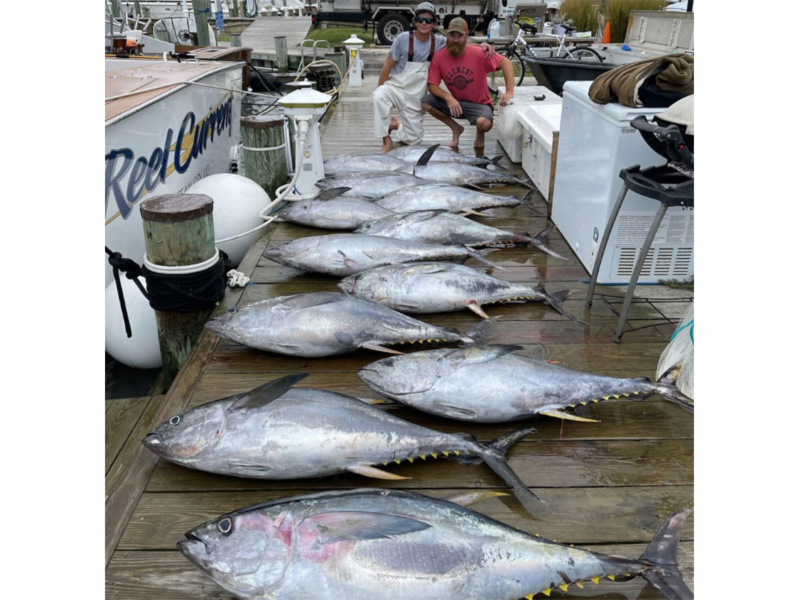 lots of tuna fish