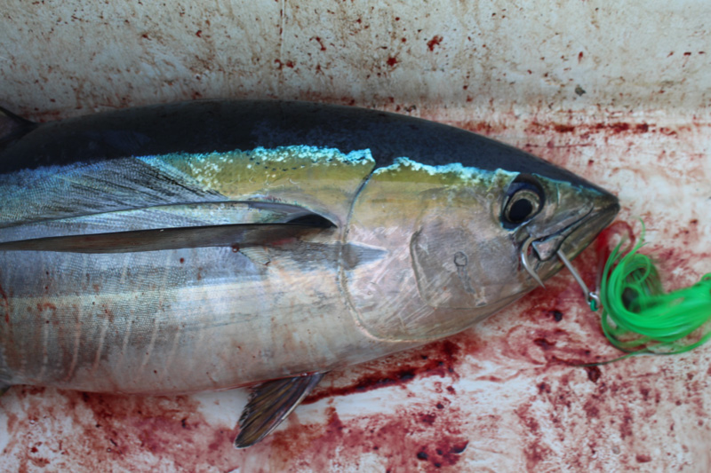yellowfin tuna in kill box