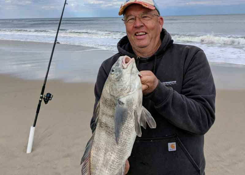 black drum in surf