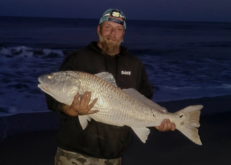 red drum in the surf