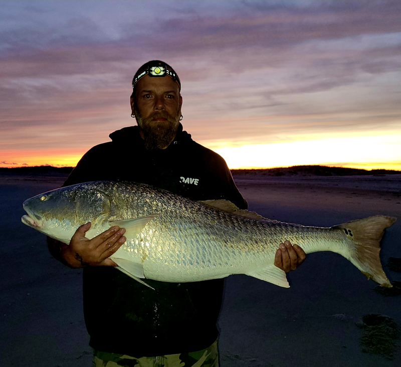 bull red in the surf