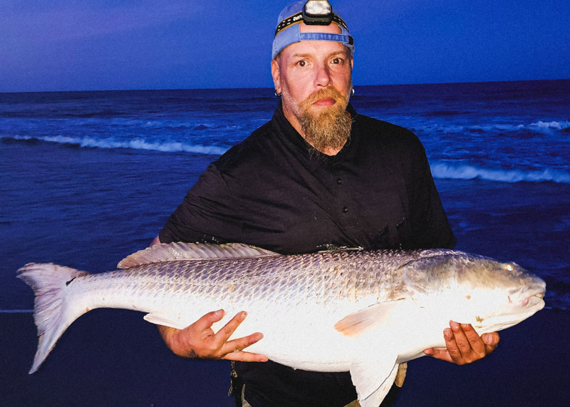 big bull red drum in the surf of assateague