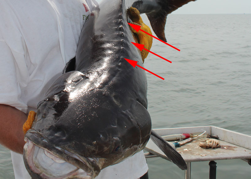 spines on a cobia