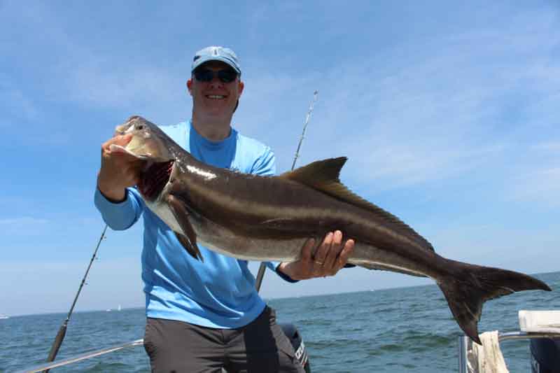 angler holds up a cobia he caught fishing