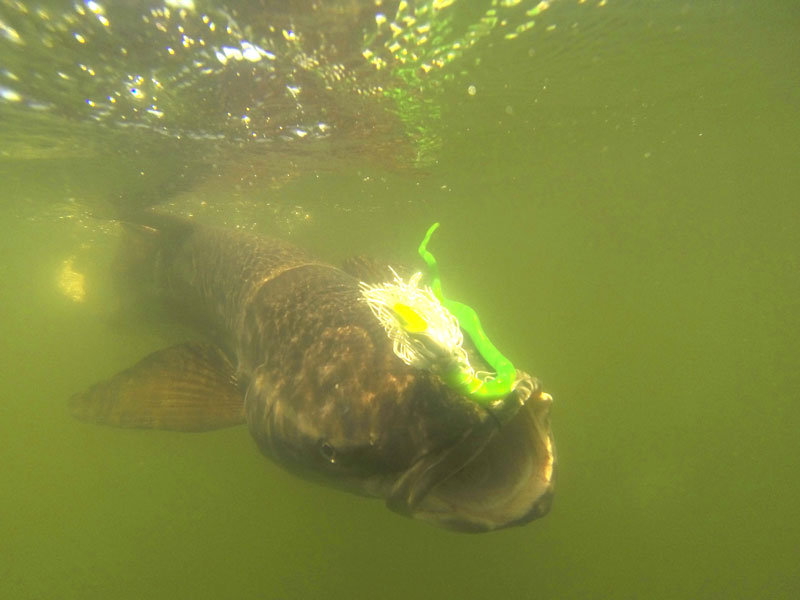 cobia fishing in the fall