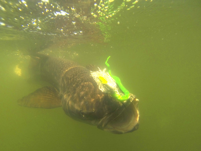 cobia on striper sniper