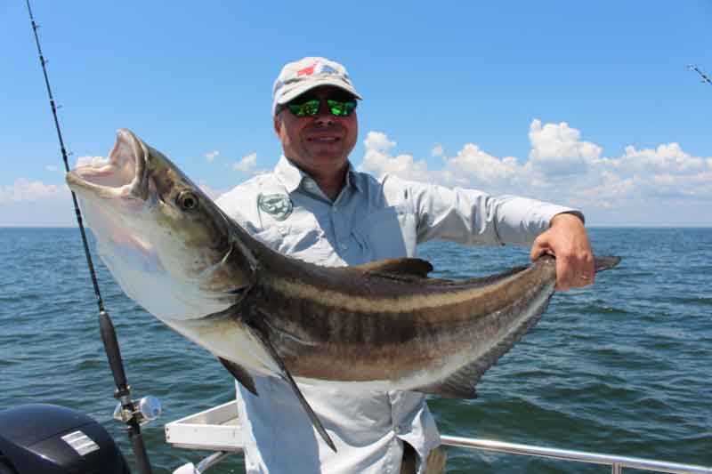 angler with a cobia caught near point lookout