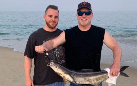 cobia in the ocean