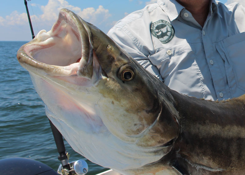 Large rockfish leave Chesapeake Bay to become ocean migrators