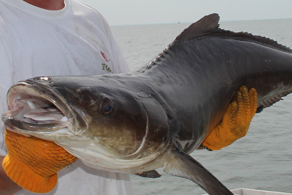 fishing for cobia