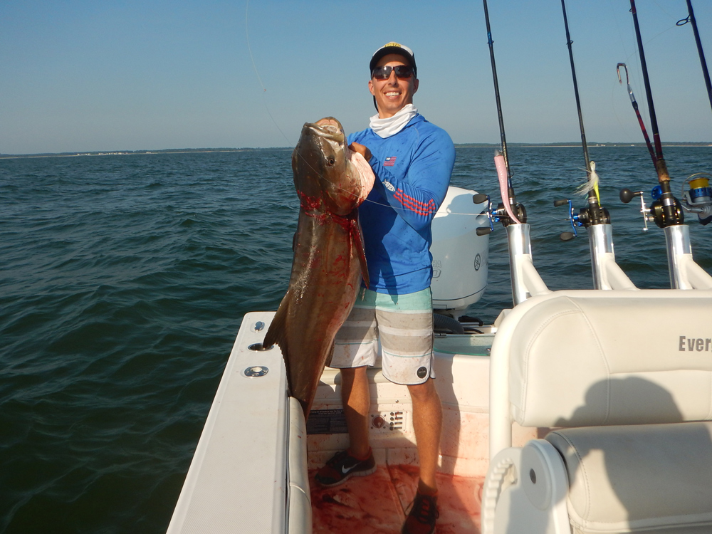 catching cobia in virginia