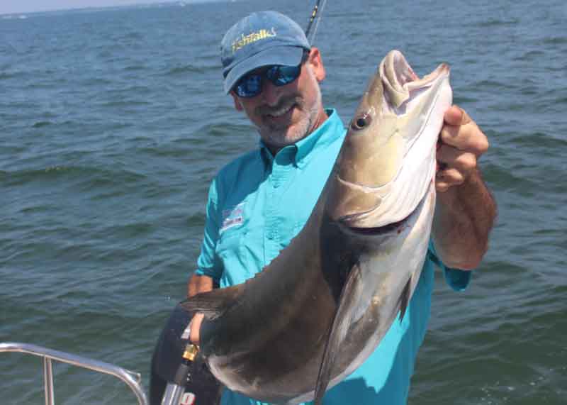 fisherman caught a cobia in the chesapeake